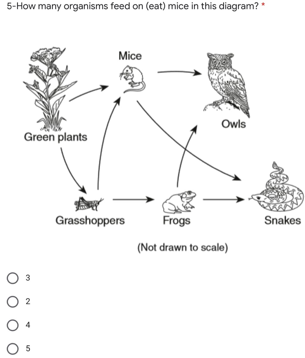 5-How many organisms feed on (eat) mice in this diagram? *
Mice
Owls
Green plants
Grasshoppers
Frogs
Snakes
(Not drawn to scale)
Оз
4
