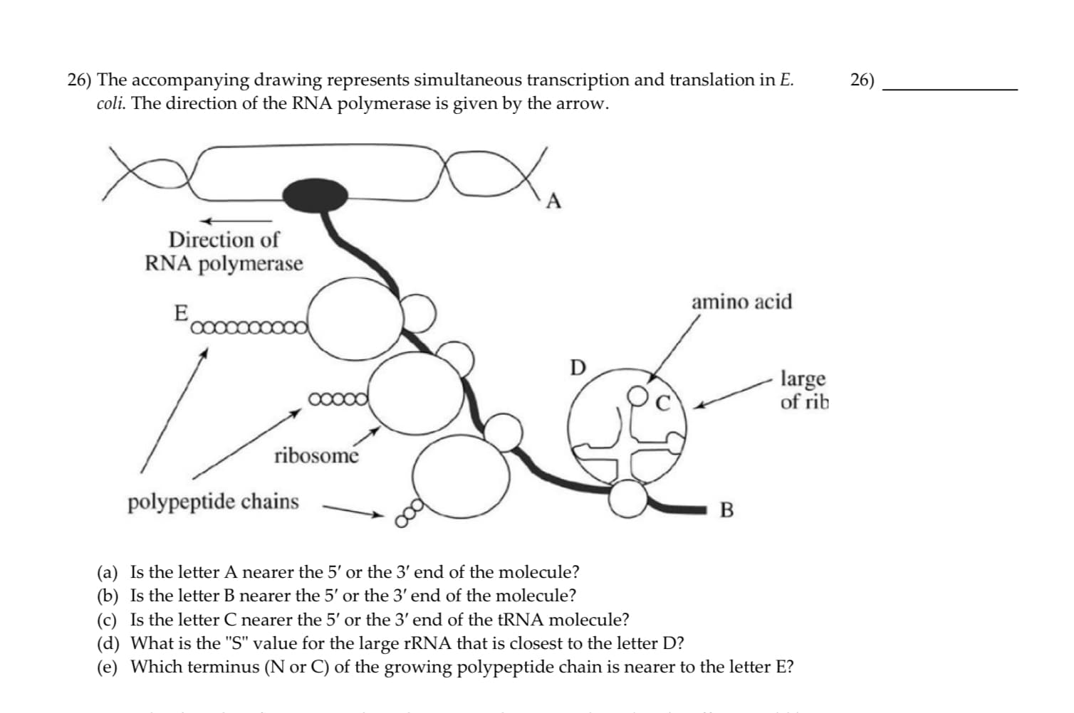 26) The accompanying drawing represents simultaneous transcription and translation in E.
coli. The direction of the RNA polymerase is given by the arrow.
26)
Direction of
RNA polymerase
amino acid
O00000000
large
of rib
ribosome
polypeptide chains
B
(a) Is the letter A nearer the 5' or the 3' end of the molecule?
(b) Is the letter B nearer the 5' or the 3' end of the molecule?
(c) Is the letter C nearer the 5' or the 3' end of the tRNA molecule?
(d) What is the "S" value for the large rRNA that is closest to the letter D?
(e) Which terminus (N or C) of the growing polypeptide chain is nearer to the letter E?
