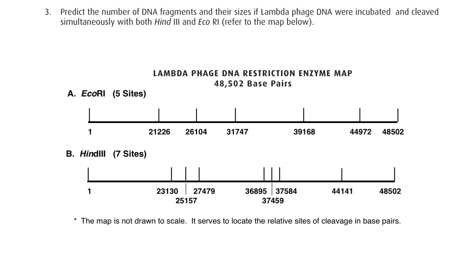 3. Predict the number of DNA fragments and their sizes if Lambda phage DNA were incubated and cleaved
simultaneously with both Hind III and Eco RI (refer to the map below).
LAMBDA PHAGE DNA RESTRICTION ENZYME MAP
48,502 Base Pairs
A. EcoRI (5 Sites)
21226
26104
31747
39168
44972
48502
B. Hindll (7 Sites)
27479
48502
23130
36895
37584
44141
25157
37459
is not drawn to scale. It serves to locate the relative sites of cleavage in base pairs.
The
map
