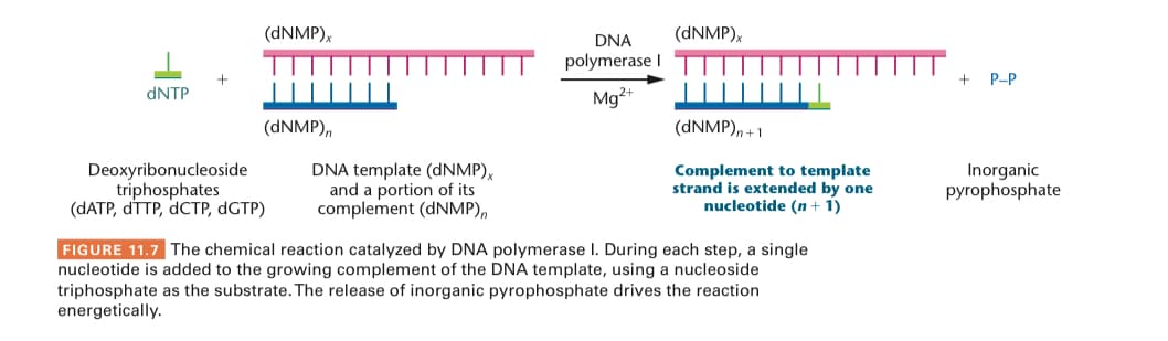 (DNMP),
(DNMP),
DNA
polymerase I
P-P
DNTP
Mg2+
(DNMP),
(DNMP), +1
Deoxyribonucleoside
triphosphates
(ДATP, dTTP, GCТР, dGTP)
DNA template (DNMP),
and a portion of its
Inorganic
pyrophosphate
Complement to template
strand is extended by one
nucleotide (n + 1)
complement (DNMP),
FIGURE 11.7 The chemical reaction catalyzed by DNA polymerase I. During each step, a single
nucleotide is added to the growing complement of the DNA template, using a nucleoside
triphosphate as the substrate. The release of inorganic pyrophosphate drives the reaction
energetically.
