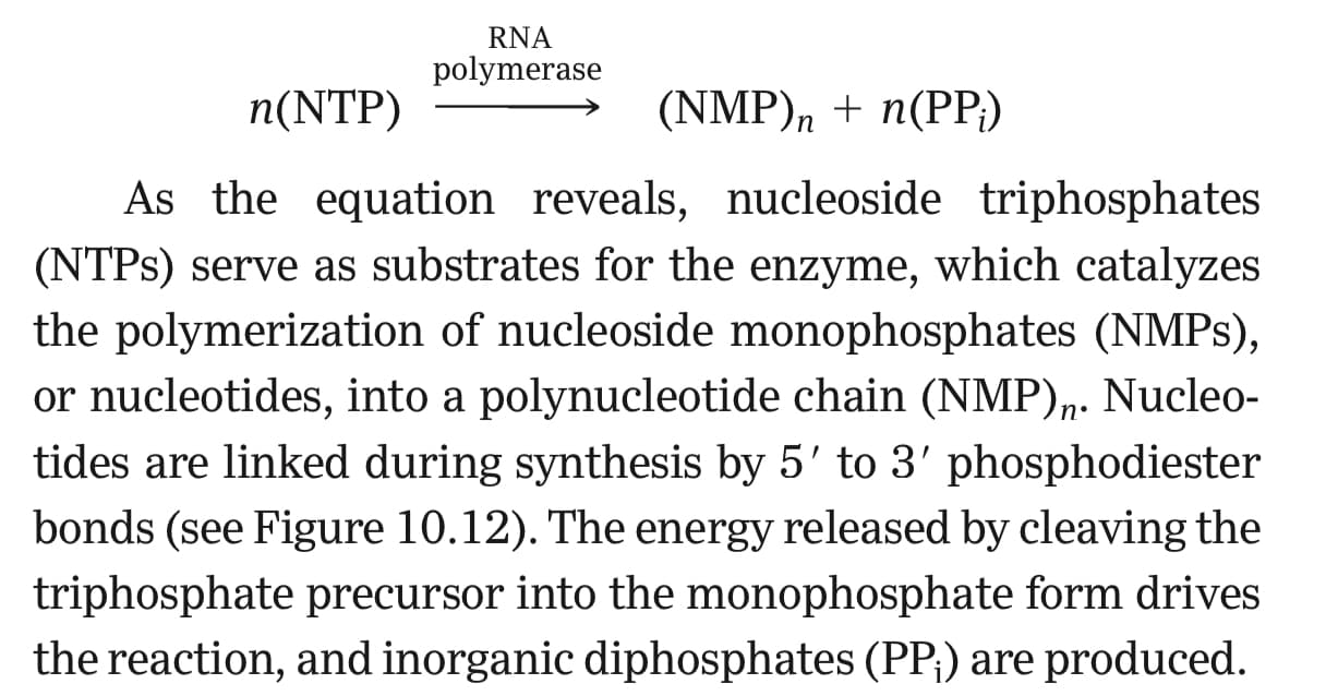 RNA
polymerase
(NMP), + n(PP;)
n(NTP)
As the equation reveals, nucleoside triphosphates
(NTPS) serve as substrates for the enzyme, which catalyzes
the polymerization of nucleoside monophosphates (NMPS),
or nucleotides, into a polynucleotide chain (NMP)n. Nucleo-
tides are linked during synthesis by 5' to 3' phosphodiester
bonds (see Figure 10.12). The energy released by cleaving the
triphosphate precursor into the monophosphate form drives
the reaction, and inorganic diphosphates (PP;) are produced.

