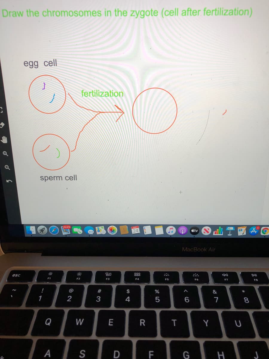 Draw the chromosomes in the zygote (cell after fertilization)
egg cell
fertilization
sperm cell
24
tv
MacBook Air
80
esc
F1
F2
F3
F4
F5
F6
F7
FB
!
2#
2$
&
1
2
3
4
7
8
Q
W
E
R
Y
S
D F G H J
< CO
