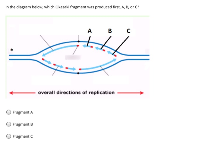 In the diagram below, which Okazaki fragment was produced first, A, B, or C?
Fragment A
Fragment B
Fragment C
A B C
H
overall directions of replication