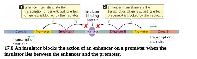 Enhancer I can stimulate the
transcription of gene A, but its effect
on gene B is blocked by the insulator.
2 Enhancer |l can stimulate the
transcription of gene B, but its effect
on gene A is blocked by the insulator.
Insulator-
binding
protein
Xx-
Gene A
Promoter
Enhancer
Insulator
Enhancer I
Promoter
Gene B
Transcription
start site
Transcription
start site
17.8 An insulator blocks the action of an enhancer on a promoter when the
insulator lies between the enhancer and the promoter.
