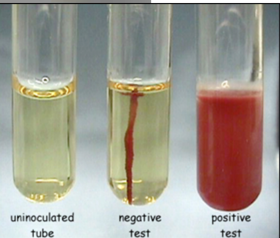 uninoculated
negative
positive
tube
test
test
