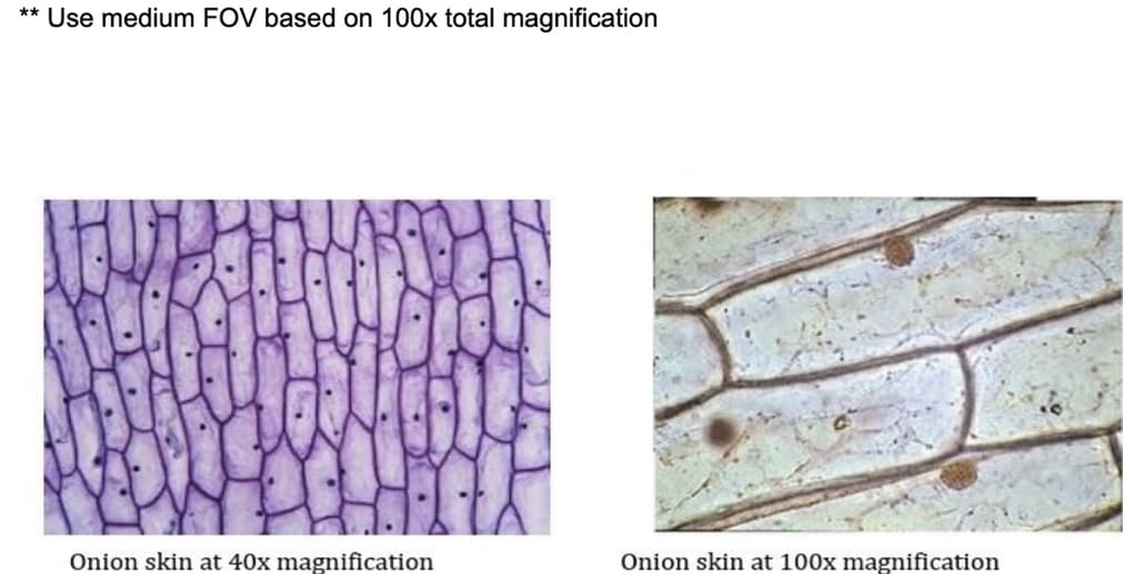 Use medium FOV based on 100x total magnification
**
Onion skin at 40x magnification
Onion skin at 100x magnification
