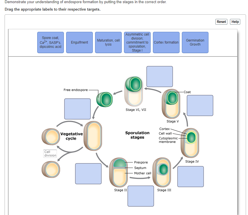 Demonstrate your understanding of endospore formation by putting the stages in the correct order.
Drag the appropriate labels to their respective targets.
Reset
Help
Spore coat,
Ca2*, SASP's,
dipicolinic acid
Asymmetric celI
division;
commitment to
Maturation, cell
lysis
Germination
Engulfment
Cortex formation
Growth
sporulation,
Stage I
Free endospore
Coat
Stage VI, VII
Stage V
Cortex
Vegetative
cycle
Sporulation
stages
Cell wall
Cytoplasmic
membrane
Cell
division
Prespore
Stage IV
Septum
Mother cell
Stage II
Stage III
