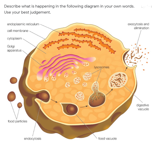 Describe what is happening in the following diagram in your own words.
Use your best judgement.
endoplasmic reticulum-
exocytosis and
elimination
cell membrane -
cytoplasm
Golgi
apparatus
lysosomes
digestive
vacuole
food particles
endocytosis
food vacuole

