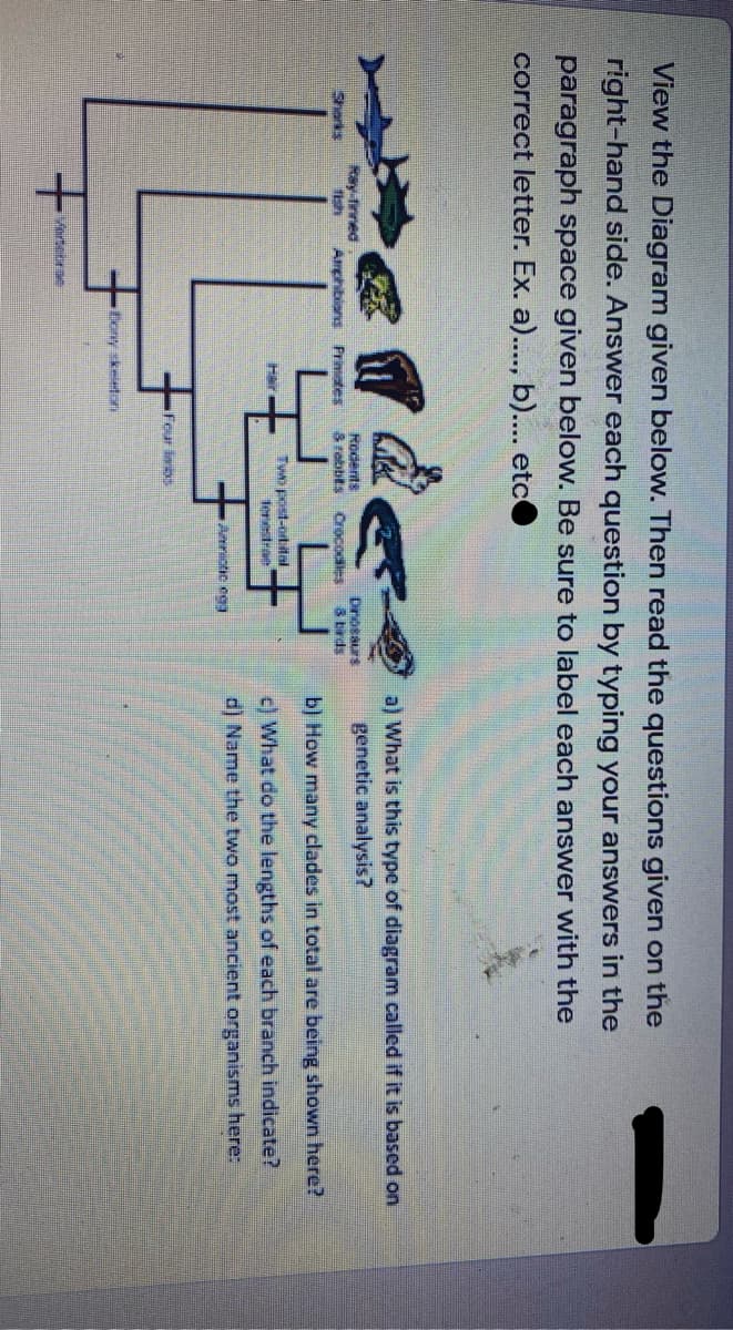 View the Diagram given below. Then read the questions given on the
right-hand side. Answer each question by typing your answers in the
paragraph space given below. Be sure to label each answer with the
correct letter. Ex. a)..., b)... etco
a) What is this type of diagram called if it is based on
genetic analysis?
Ray firned
Rodents
3 rabbits Crocodles
Dinosaurs
8 birds
Sharks
Amphibions Primistes
b) How many clades in total are being shown here?
Two post-otlal
fenestrae
c) What do the lengths of each branch indicate?
Hair
di Name the two most ancient organisms here:
Amnictic ega
Four inbs
Eony skeleton
Verteorae
