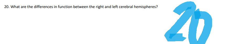 20. What are the differences in function between the right and left cerebral hemispheres?
20