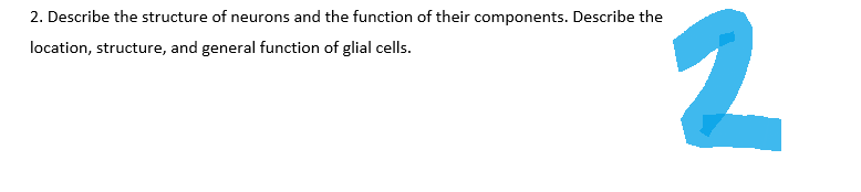 2. Describe the structure of neurons and the function of their components. Describe the
location, structure, and general function of glial cells.
2