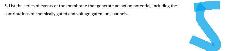 5. List the series of events at the membrane that generate an action potential, including the
contributions of chemically gated and voltage-gated ion channels.
S