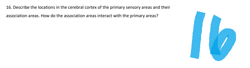 16. Describe the locations in the cerebral cortex of the primary sensory areas and their
association areas. How do the association areas interact with the primary areas?
16