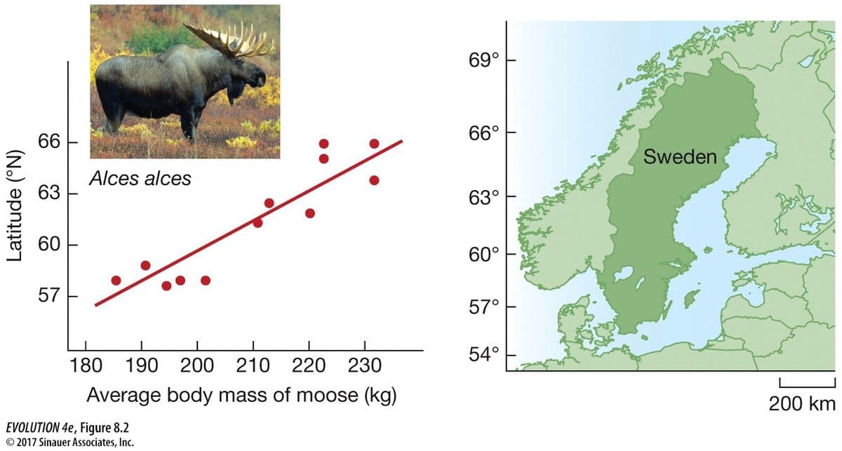 Latitude (ⓇN)
66
63
60
57
I
Alces alces
180
I
I
I
I
190 200 210 220 230
body mass of moose (kg)
Average
EVOLUTION 4e, Figure 8.2
© 2017 Sinauer Associates, Inc.
69°
66°
63°
60°
57°
54°
Sweden
200 km