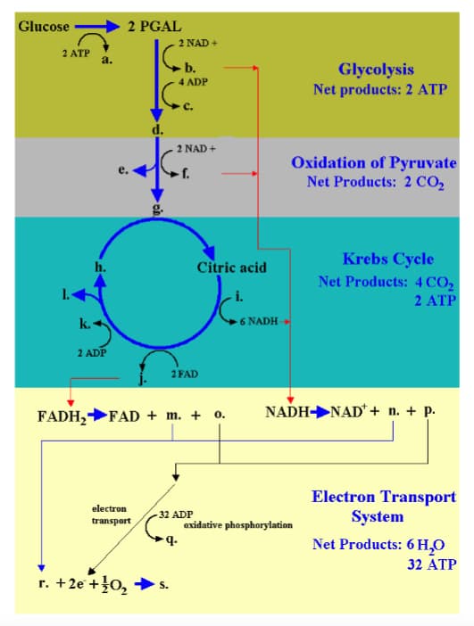 Glucose
2 ATP
k.
a.
h.
2 ADP
2 PGAL
e.
electron
transport
d.
r. + 2e + 0₂
2 NAD +
b.
4 ADP
S.
C.
2 NAD +
f.
FADH₂ FAD + m. + o.
2 FAD
-32 ADP
9.
Citric acid
i.
6 NADH
Glycolysis
Net products: 2 ATP
Oxidation of Pyruvate
Net Products: 2 CO₂
oxidative phosphorylation
Krebs Cycle
Net Products: 4 CO₂
2 ATP
NADH NAD + n. + p.
Electron Transport
System
Net Products: 6H₂O
32 ATP