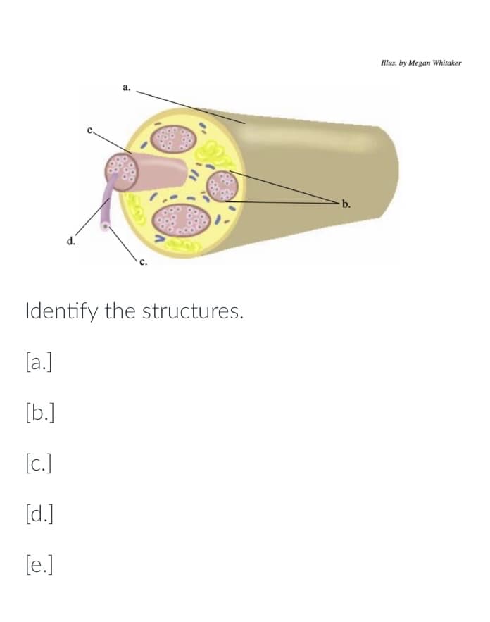 d.
a.
Identify the structures.
[a.]
[b.]
[c.]
[d.]
[e.]
b.
Illus. by Megan Whitaker