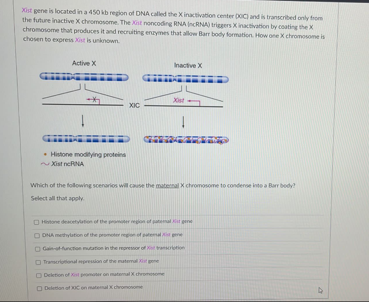 Xist gene is located in a 450 kb region of DNA called the X inactivation center (XIC) and is transcribed only from
the future inactive X chromosome. The Xist noncoding RNA (ncRNA) triggers X inactivation by coating the X
chromosome that produces it and recruiting enzymes that allow Barr body formation. How one X chromosome is
chosen to express Xist is unknown.
Active X
Inactive X
Xist
XIC
• Histone modifying proteins
~ Xist ncRNA
Which of the following scenarios will cause the maternal X chromosome to condense into a Barr body?
Select all that apply.
O Histone deacetylation of the promoter region of paternal Xist gene
DNA methylation of the promoter region of patemal Xist gene
O Gain-of-function mutation in the repressor of Xist transcription
O Transcriptional repression of the maternal Xist gene
O Deletion of Xist promoter on maternal X chromosome
Deletion of XIC on maternal X chromosome
