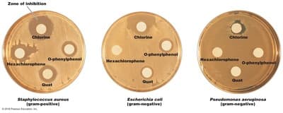 Zone of inhibition
Chlerine
Chiorine
Chlorine
Ophenytphenol
Ophenylphenel
Hexachlorophene
Hexachlorophene
Hexachlorophene
Ophenylphenet
Quat
Quat
Quat
Staphylecoccus aureus
tgram-positive)
Escherichia col
(gram-negative)
Pseudomonas aeruginosa
(gram-negative)
e t
