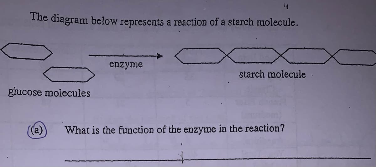 The diagram below represents a reaction of a starch molecule.
enzyme
starch molecule
glucose molecules
((a)
What is the function of the enzyme in the reaction?
