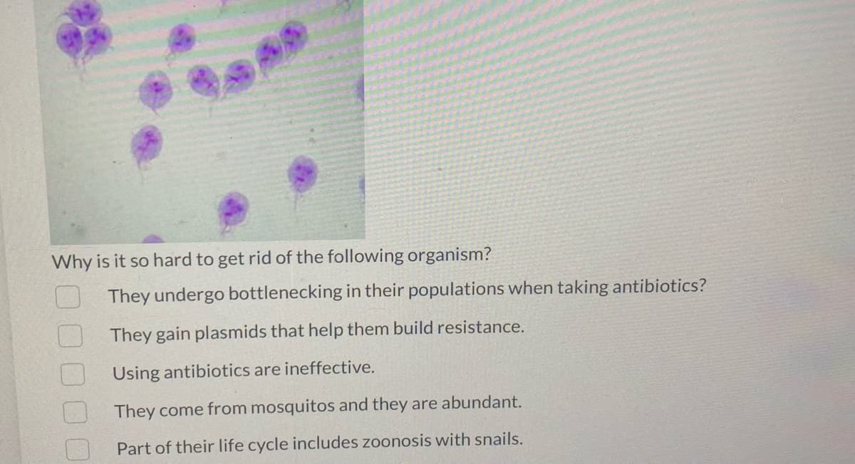Why is it so hard to get rid of the following organism?
They undergo bottlenecking in their populations when taking antibiotics?
They gain plasmids that help them build resistance.
Using antibiotics are ineffective.
They come from mosquitos and they are abundant.
Part of their life cycle includes zoonosis with snails.