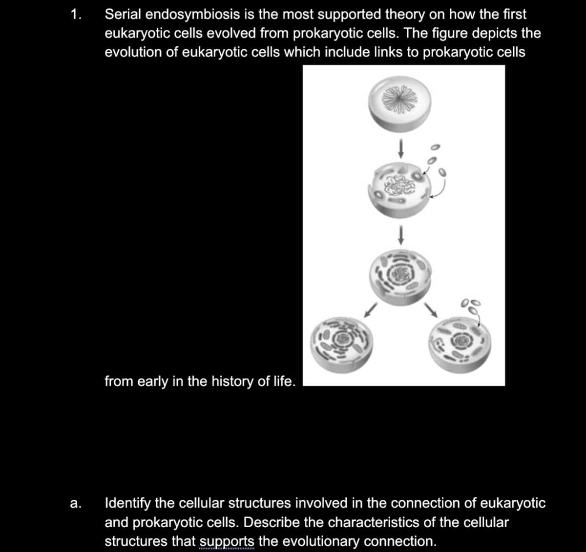 1.
Serial endosymbiosis is the most supported theory on how the first
eukaryotic cells evolved from prokaryotic cells. The figure depicts the
evolution of eukaryotic cells which include links to prokaryotic cells
from early in the history of life.
Identify the cellular structures involved in the connection of eukaryotic
and prokaryotic cells. Describe the characteristics of the cellular
structures that supports the evolutionary connection.
а.

