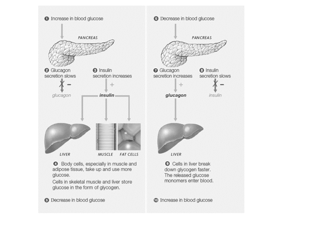 O Increase in blood glucose
O Decrease in blood glucose
PANCREAS
PANCREAS
e Glucagon
secretion slows
O Insulin
secretion increases
O Glucagon
secretion increases
O Insulin
secretion slows
glucagon
insulin
glucagon
insulin
LIVER
MUSCLE
FAT CELLS
LIVER
O Body cells, especially in muscle and
adipose tissue, take up and use more
glucose.
Cells in skeletal muscle and liver store
glucose in the form of glycogen.
O Cells in liver break
down glycogen faster.
The released glucose
monomers enter blood.
O Decrease in blood glucose
O Increase in blood glucose
