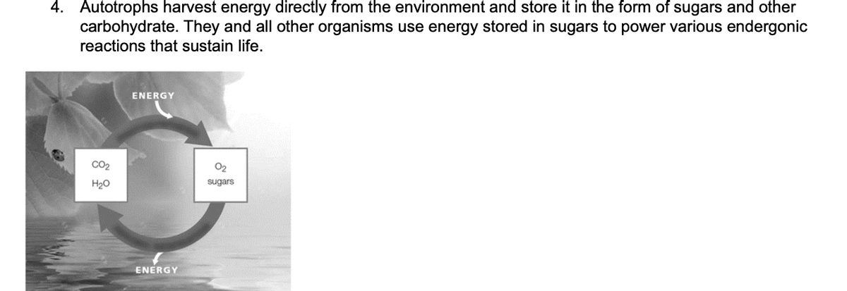 4. Autotrophs harvest energy directly from the environment and store it in the form of sugars and other
carbohydrate. They and all other organisms use energy stored in sugars to power various endergonic
reactions that sustain life.
ENERGY
CO2
02
H20
sugars
ENERGY
