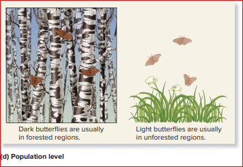 Dark butterflies are usually
in forested regions.
Light butterflies are usually
in unforested regions.
(d) Population level
