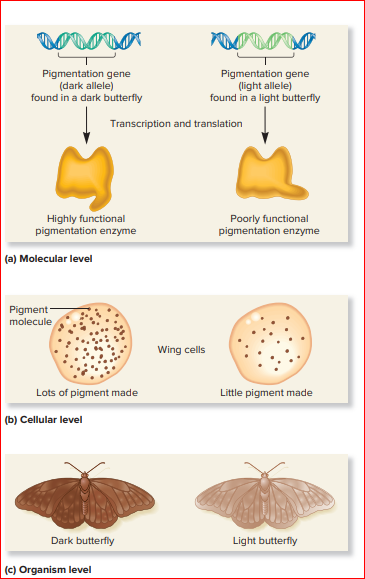 Pigmentation gene
(dark allele)
found in a dark butterfly
Pigmentation gene
(light allele)
found in a light butterfly
Transcription and translation
Highly functional
pigmentation enzyme
Poorly functional
pig
entation enzyme
(a) Molecular level
Pigment
molecule
Wing cells
Lots of pigment made
Little pigment made
(b) Cellular level
Dark butterfly
Light butterfly
(c) Organism level
