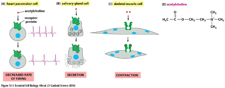 AI heart pacemaker cell
(8) salivary gland cell
) skeletal muscle cell
ID) acetylcholine
-acetylcholine
CH,
Нс ——о—сн, —— сн, —м— сн,
сн,
receptor
protein
DECREASED RATE
OF FIRING
Figane Eumtial Cel lickgy. hed. (DGrlend Science 2010
SECRETION
CONTRACTION
