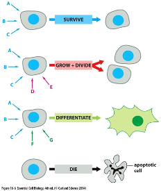 SURVIVE
GROW + DIVIDE
DIFFERENTIATE
-apoptotic
cell
DIE
Ngan 155 tvrtalolegd Catunt demn HI

