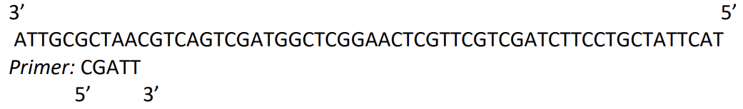 3'
ATTGCGCTAACGTCAGTCGATGGCTCGGAACTCGTTCGTCGATCTTCCTGCTATTCAT
Primer: CGATT
5'
5' 3'