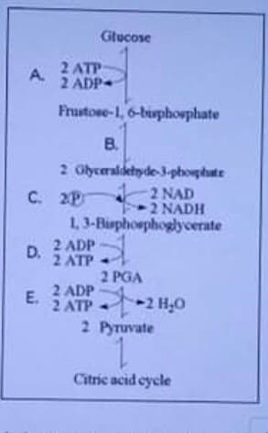 Gilucose
2 ATP
2 ADP
A.
Frustose-1, 6-bisphovphate
B.
2 Olyceraldetyde-3phosphate
C. 2P
2 NAD
2 NADH
1, 3-Bisphoephoglycerate
2 ADP
2 ATP
2 PGA
2 ADP
D.
E.
2 ATP 2 H,0
2 Pyruvate
1.
Citric acid cycle
