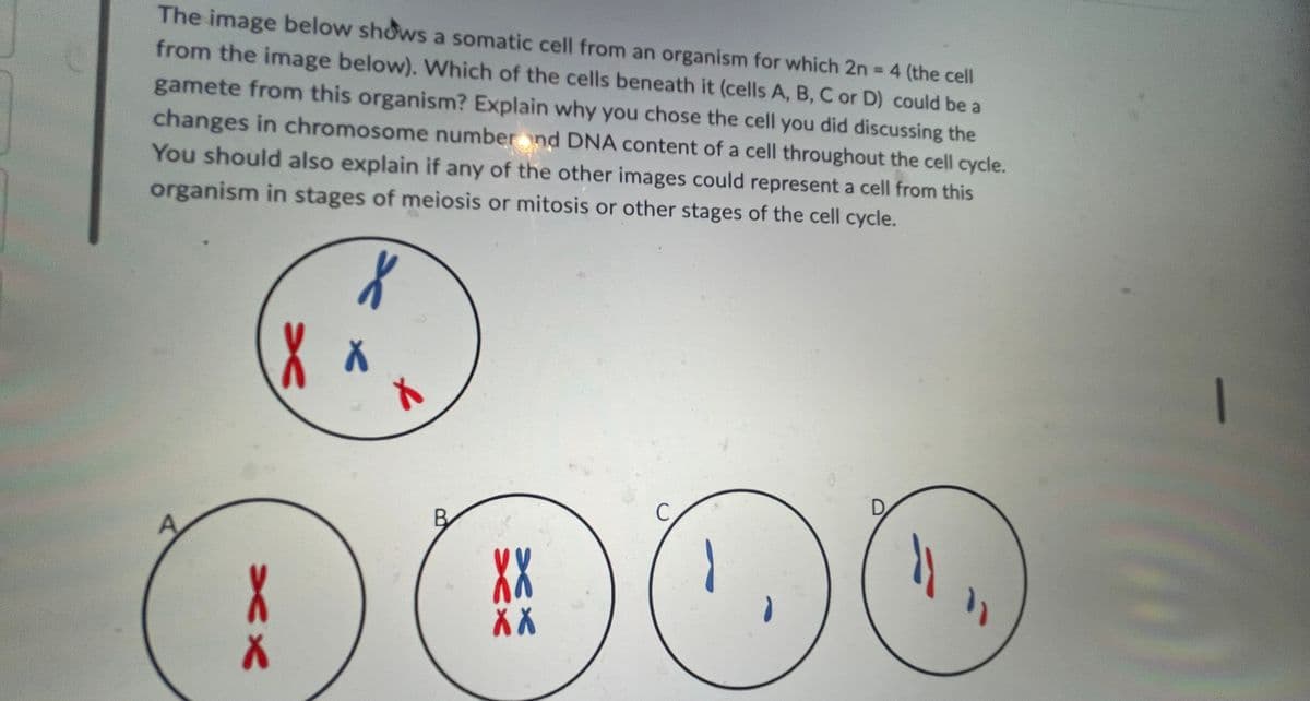 The image below shows a somatic cell from an organism for which 2n = 4 (the cell
from the image below). Which of the cells beneath it (cells A, B, C or D) could be a
gamete from this organism? Explain why you chose the cell you did discussing the
changes in chromosome number nd DNA content of a cell throughout the cell cycle.
You should also explain if any of the other images could represent a cell from this
organism in stages of meiosis or mitosis or other stages of the cell cycle.
X
Xx
C
"₁
XX
B
XX
X X