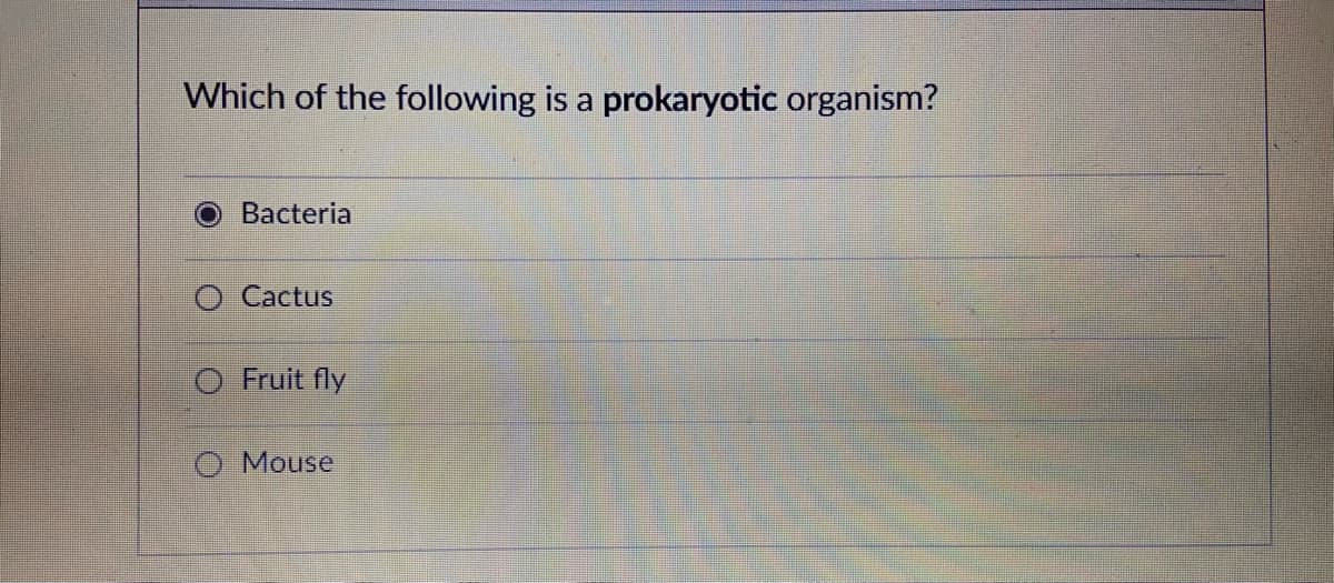 Which of the following is a prokaryotic organism?
Bacteria
O Cactus
O Fruit fly
O Mouse
