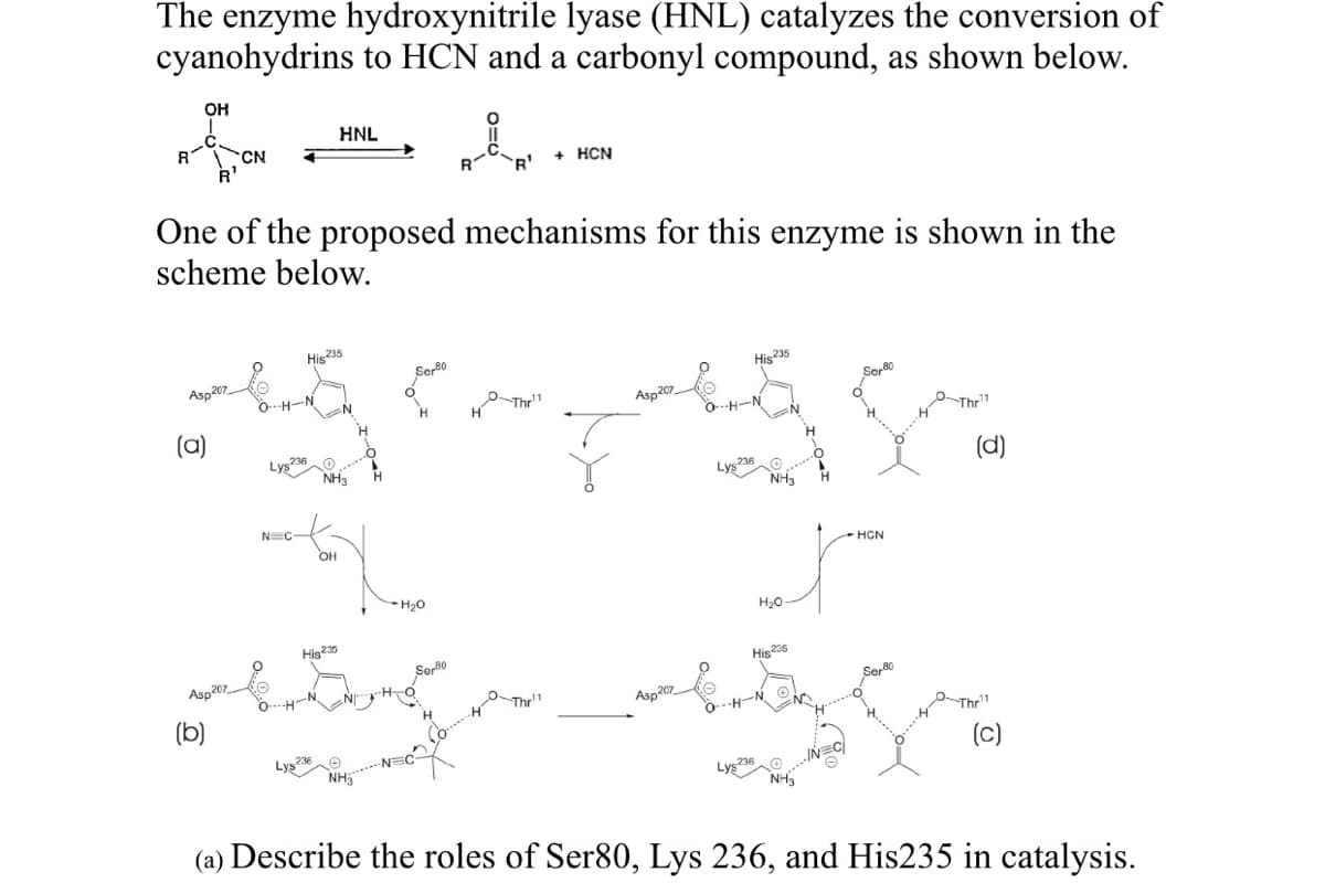 The enzyme hydroxynitrile lyase (HNL) catalyzes the conversion of
cyanohydrins to HCN and a carbonyl compound, as shown below.
OH
HNL
CN
R'
`R'
HCN
One of the proposed mechanisms for this enzyme is shown in the
scheme below.
His235
Ser80
Asp207.
His235
0--H-N
H Thr1
Asp207,
O--H-N
(a)
Thr"
Lys36O
NH3
Lys2160
NH3
(d)
N=C-
OH
HCN
* H20
H20
His23
Sor80
His205
Asp207.
Thr
Asp207
Serão
(b)
O--H-N O
The"
IN=C
Lys236O
NH3
(c)
NH5
(a) Describe the roles of Ser80, Lys 236, and His235 in catalysis.
