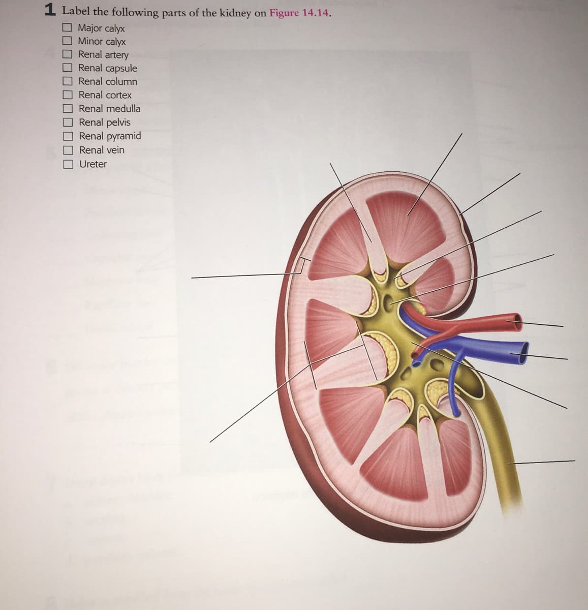 1 Label the following parts of the kidney on Figure 14.14.
O Major calyx
Minor calyx
ORenal artery
Renal capsule
Renal column
Renal cortex
Renal medulla
Renal pelvis
Renal pyramid
Renal vein
O Ureter
