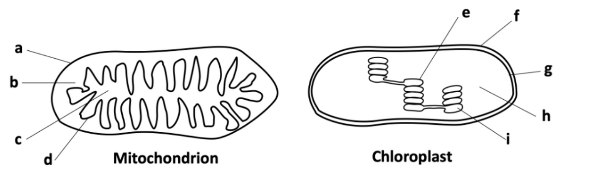 e
a
h
d
Mitochondrion
Chloroplast
