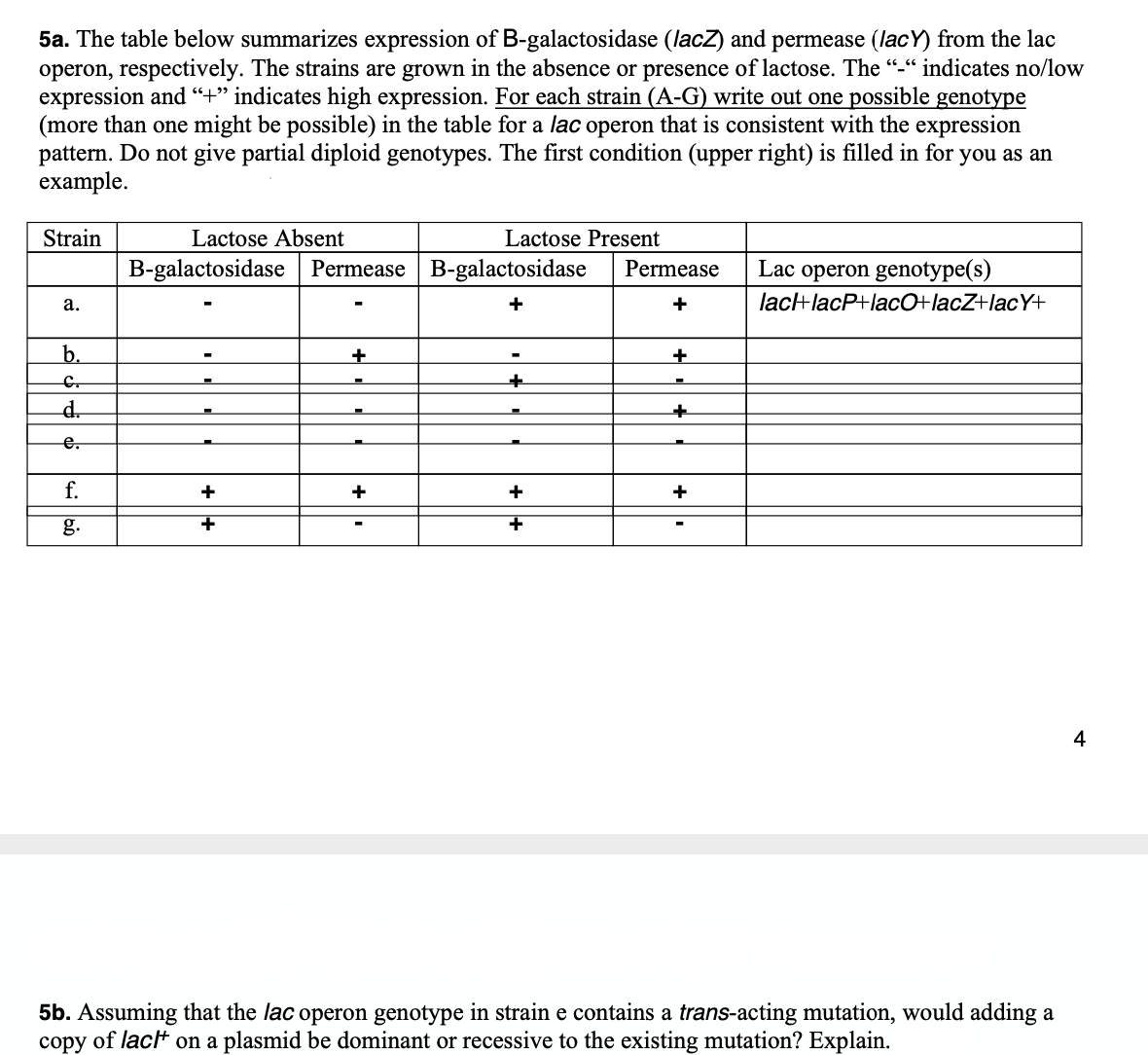 5a. The table below summarizes expression of B-galactosidase (lacZ) and permease (lacY) from the lac
operon, respectively. The strains are grown in the absence or presence of lactose. The "_“ indicates no/low
expression and “+" indicates high expression. For each strain (A-G) write out one possible genotype
(more than one might be possible) in the table for a lac operon that is consistent with the expression
pattern. Do not give partial diploid genotypes. The first condition (upper right) is filled in for you as an
example.
Strain
Lactose Absent
Lactose Present
B-galactosidase Permease B-galactosidase
Permease
Lac operon genotype(s)
а.
+
+
lac+lacP+lacO+lacZ+lacY+
b.
d.
e.
f.
+
+
+
+
g.
+
4
5b. Assuming that the lac operon genotype in strain e contains a trans-acting mutation, would adding a
copy of lact on a plasmid be dominant or recessive to the existing mutation? Explain.
