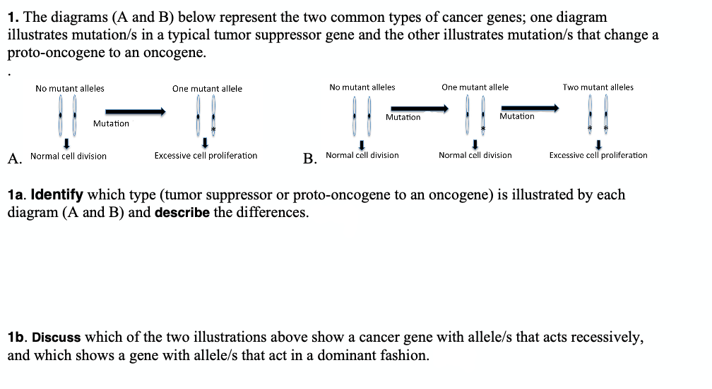 1. The diagrams (A and B) below represent the two common types of cancer genes; one diagram
illustrates mutation/s in a typical tumor suppressor gene and the other illustrates mutation/s that change a
proto-oncogene to an oncogene.
No mutant alleles
One mutant allele
No mutant alleles
One mutant allele
Two mutant alleles
Mutation
Mutation
Mutation
A Normal cell division
Excessive cell proliferation
B Normal cell division
Normal cell division
Excessive cell proliferation
1a. Identify which type (tumor suppressor or proto-oncogene to an oncogene) is illustrated by each
diagram (A and B) and describe the differences.
1b. Discuss which of the two illustrations above show a cancer gene with allele/s that acts recessively,
and which shows a gene with allele/s that act in a dominant fashion.
