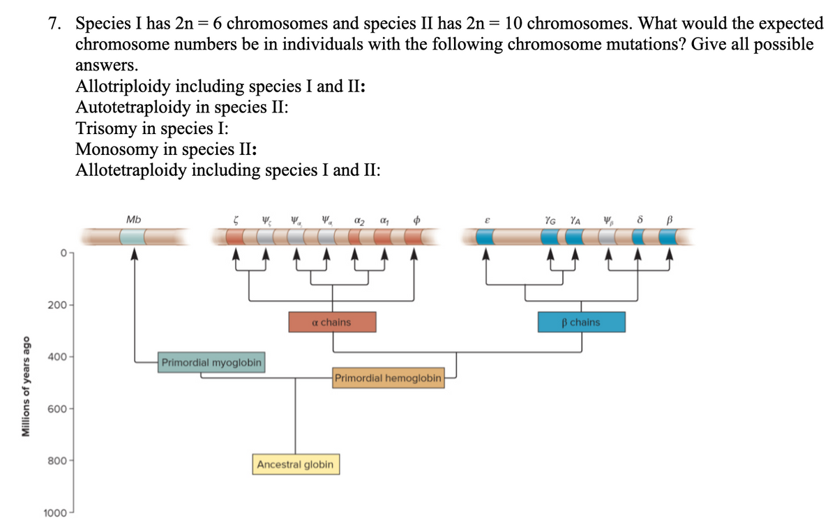 7. Species I has 2n = 6 chromosomes and species II has 2n = 10 chromosomes. What would the expected
chromosome numbers be in individuals with the following chromosome mutations? Give all possible
answers.
Allotriploidy including species I and II:
Autotetraploidy in species II:
Trisomy in species I:
Monosomy in species II:
Allotetraploidy including species I and II:
Mb
YG YA V, 8 B
200-
a chains
B chains
400 -
Primordial myoglobin
Primordial hemoglobin
600-
800-
Ancestral globin
1000
Millions of years ago
