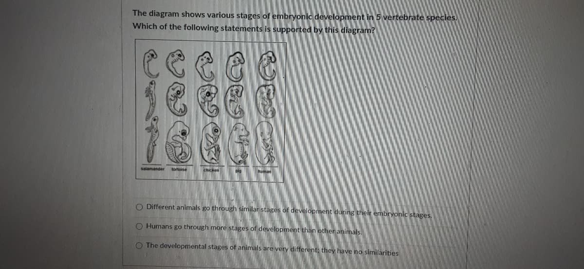 The diagram shows various stages of embryonic development in 5 vertebrate species.
Which of the following statements is supported by this diagram?
salamander
tortoise
chicken
human
O Different animals go through similar stages of development during their embryonic stages.
O Humans go through more stages of development than other animals.
O The developmental stages of animals are very different: they have no similarities
