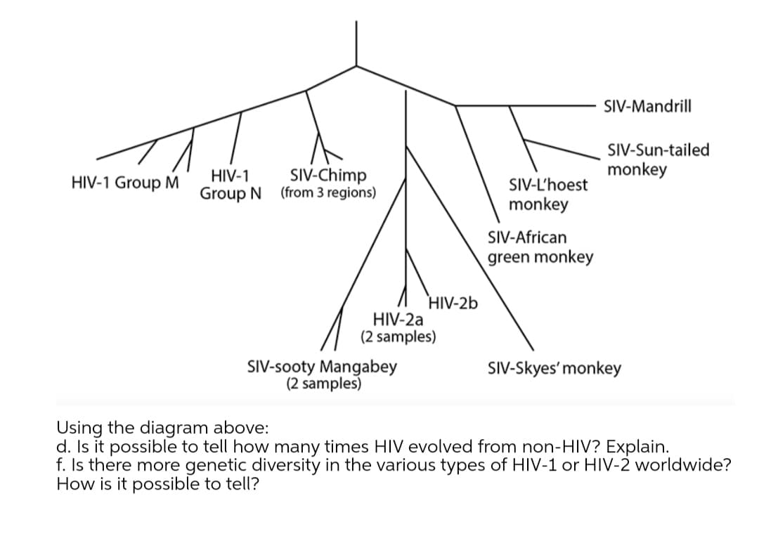 SIV-Mandrill
SIV-Sun-tailed
monkey
SIV-Chimp
(from 3 regions)
HIV-1
HIV-1 Group M
SIV-L'hoest
Group N
monkey
SIV-African
green monkey
HIV-2b
HIV-2a
(2 samples)
SIV-sooty Mangabey
(2 samples)
SIV-Skyes' monkey
Using the diagram above:
d. Is it possible to tell how many times HIV evolved from non-HIV? Explain.
f. Is there more genetic diversity in the various types of HIV-1 or HIV-2 worldwide?
How is it possible to tell?

