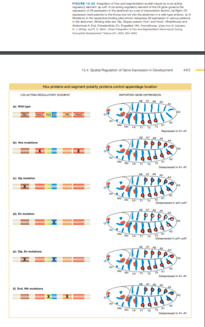 FIGURE 13-22 Intagration of Hox and agmertation-protin inputa by a da-acting
gulatory emant Lat: Ada-acting gatory damant of the Dgane govema the
praon of Dpon in the abdomen by at of tranacption tactors ighe D
praion ed odurta to the thora but not into the abdomen ina wid-tpe embryo. b-
Mutatiora in thepective binding stus ahown dep oprion in vaiou patturra
in the domen. Bnding a Sp. Soppy-panect Hot ard Hod, Lrabthor and
Abdominal-A Ext. Extradertic En, Engalect H, Homothara. Data tom Gabalin
a ME andR S Mann Dct intguion of ar and Segnaraton Ganainputs Duing
Droophla Deveipmant"Natu 2004, 3-
13.4 Spatial Ragultion of Gane Epression in Devalopmant
493
Hox proteins and segmant-polarity proteins control appendage location
CSACTING REGULATORY ELEMENT
REPORTER-GENE EXPRESON
AA A AS
Wid ype
Hox2
M TI 12 a
Repredin AI-A
) Has mutation
DerpredA-
A A A
S mutation
M
Depred I-
0 En muteton
M
In pAlA
S En mutation
Depre A-A
m End, h mutetona
M
Depred in A-A
