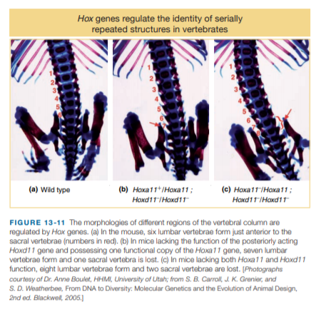 Hox genes regulate the identity of serially
repeated structures in vertebrates
(a) Wild type
(b) Ноха11*/Ноха11%;
(c) Hoxa11-IHoxa11;
Hoxd11IHoxd11
Haxd11IHaxd11
FIGURE 13-11 The morphologies of different regions of the vertebral column are
regulated by Hox genes. (a) In the mouse, six lumbar vertebrae form just anterior to the
sacral vertebrae (numbers in red). (b) In mice lacking the function of the posteriorly acting
Hoxd11 gene and possessing one functional copy of the Hoxa11 gene, seven lumbar
vertebrae form and one sacral vertebra is lost. (c) In mice lacking both Hoxa11 and Hoxd11
function, eight lumbar vertebrae form and two sacral vertebrae are lost. [Photographs
courtesy of Dr. Anne Boulet, HHMI, University of Utah; from S. B. Carroll, J. K. Grenier, and
S. D. Weatherbee, From DNA to Diversity: Molecular Genetics and the Evolution of Animal Design,
2nd ed. Blackwel, 2005.)
