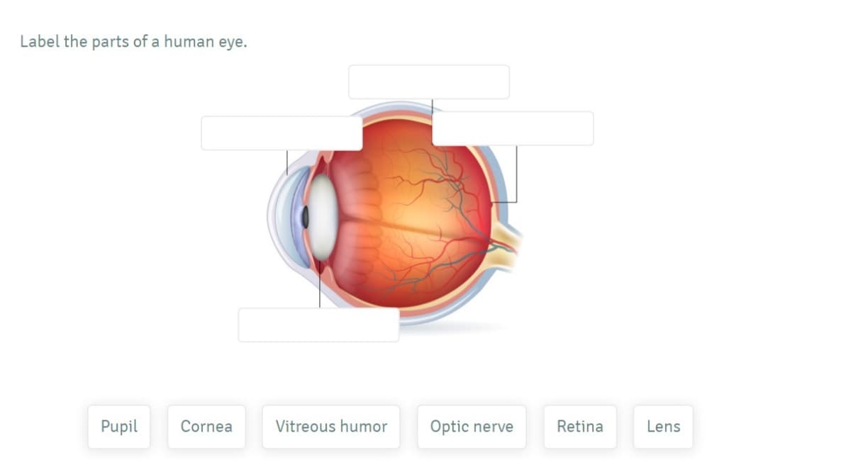 Label the parts of a human eye.
Pupil
Cornea
Vitreous humor
Optic nerve
Retina
Lens
