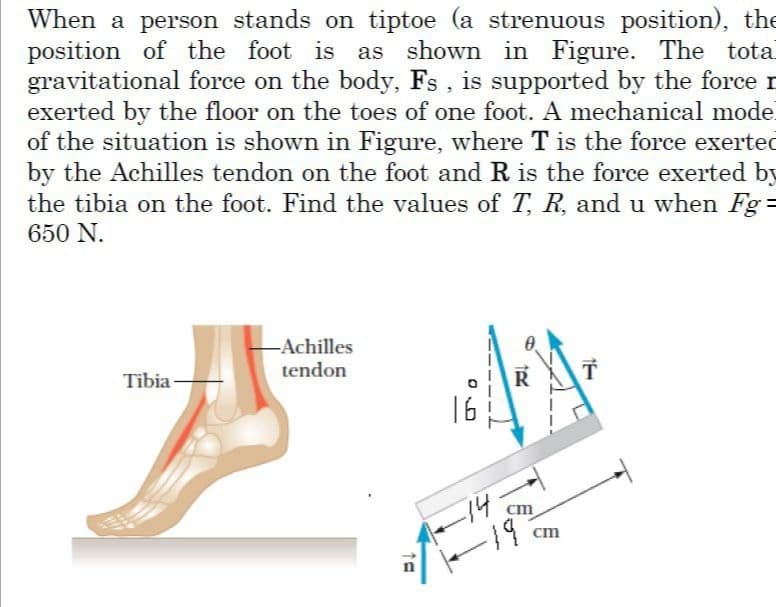 When a person stands on tiptoe (a strenuous position), the
position of the foot is
gravitational force on the body, Fs, is supported by the force r
exerted by the floor on the toes of one foot. A mechanical mode
of the situation is shown in Figure, where T is the force exerted
by the Achilles tendon on the foot and R is the force exerted by
the tibia on the foot. Find the values of T, R, and u when Fg=
650 N.
as shown in Figure. The total
-Achilles
Tibia
tendon
R
14
cm
cm
