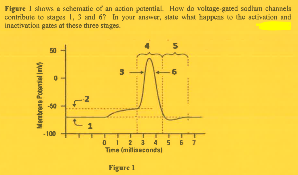 Figure I shows a schematic of an action potential. How do voltage-gated sodium channels
contribute to stages 1, 3 and 6? In your answer, state what happens to the activation and
inactivation gates at these three stages.
Membrane Potential (mV)
50
-50
-100
-2
t
1
T
T
2 3
Time (milliseconds)
T
0 1
Figure 1
1
4
51
T
T
5 6 7