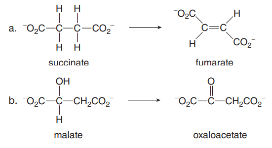 нн
C=C
`CO2
a. 0,C-C-Ć-CO2
H
H
H
succinate
fumarate
OH
b. 0,C-C-CH,CO2¯
O2C-
-Ĉ–CH2CO2
H
malate
охaloacetate
