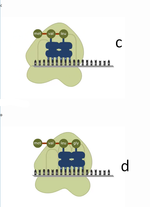 met
leu
val
C
D
met
val
leu -gly
d.
